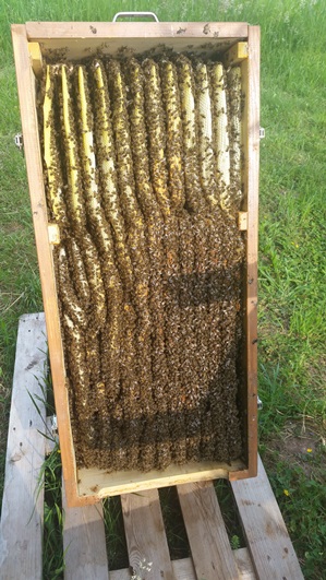 so sieht die Bienenkiste im Inneren aus