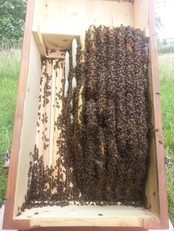 geöffnete Bienenkiste